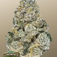 RAINBOW MELON ™